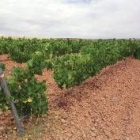 Aspecto de una plantación de vides en la localidad de Gordoncillo