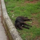 El perro que apareció muerto en la plaza Marcelo. UDEC