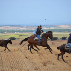 Una de las vaquillas persigue a los caballos en una de la muchas carreras. MEDINA