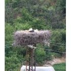 La cigüeña no sale del nido, ubicado en una torreta en Puente Boeza