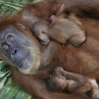 Orangután de Sumatra.
