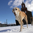 Dos perros entre la nieve caída en Castro de Cepeda