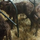 Los terneros trillizos en el establo donde nacieron de una vaca que se llama Limonera. DL