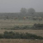 Una imagen de la semana pasada que muestra el ganado vacuno en la Cepeda