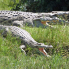 Cocodrilos al borde del río Limpopo, en Sudáfrica.