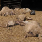 Algunas de las ovejas muertas en la majada esperaban ayer su retirada de la explotación.