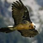 Una treintena de quebrantahuesos serán liberados en los próximos cinco años en Picos.