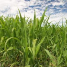 Parece maíz, pero es sorgo papelero, una especie herbácea destinada a la producción de energía media