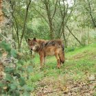 Ejemplar de lobo ibérico.