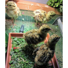 Un grupo de pollos nacidos en cautividad en un centro de cría. DL