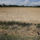 Finca afectada por la sequía en Santibáñez del Esla. JESÚS F. SALVADORES