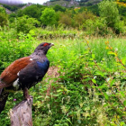 El urogallo es una de las dos especies de ave más amenazadas del país. DL