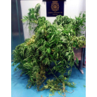 Planta de marihuana incautada