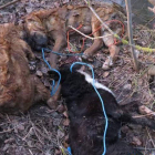 Dos cachorros y un perro adulto fueron apaleados, ahorcados y tirados al río.
