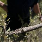 La Junta afirma que la mayoría de los gusanos que componen la plaga ya están muertos