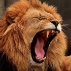 El rugido de un león es una ‘conversación’ para el resto de los animales. ALEXAS-FOTOS