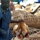 Un  hombre vende aves en Nigeria, en el centro comerical de Lagos