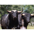 Los toros de Valdellán serán uno de los platos fuertes de la Feria de Pentecostés de Viz Fezensac. DL