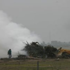 Quema de árboles afectados por fuego bacteriano, en una imagen de archivo