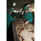 Mujeres seleccionando castañas en una foto de archivo.