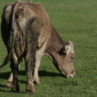 La ganadería es la principal actividad económica de Maraña. JESÚS