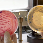 eliseo trigo