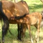 Una yegua amamanta a su potro en los alrededores de Cabanillas