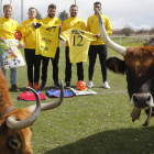 Algunos componentes del equipo de fútbol de Quintana de Raneros CF posan junto a las dos vacas que el 3 de julio premiarán con sus defecaciones recompensas por valor de 2.500 euros. MARCIANO PÉREZ