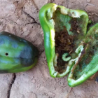 Pimientos afectados por la oruga Spodoptera exigua.