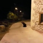 El osezno herido que deambula por Cantabria. FOP