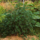 Imagen de archivo de varias plantas de marihuana. DL