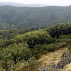 Las jornadas analizarán la gestión sostenible de los bosques y montes de Castilla León.