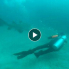 Un submarinista español libera a un tiburón cuando estaba tragándose una bolsa de plástico. /