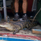 Fotografía que distribuyó ayer el Seprona del reptil incautado.