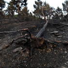 El incendio se declaró el pasado 21 de agosto y calcinó cerca de diez mil hectáreas. RAMIRO