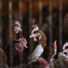 Gallinas en una explotación leonesa. efe