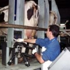 Los ganaderos de Castilla y León podrán solicitar sus ayudas para incentivar la calidad de la leche
