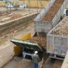 Actividad de descarga de remolacha en la azucarera de La Bañeza
