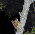 Un vecino captó la imagen del oso en el cerezo de su huerto.