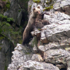 Una hembra de oso pardo con sus crías, en una imagen de archivo. FUNDACIÓN OSO PARDO