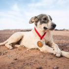El perro se ha convertido en toda una celebridad entre los corredores del maratón por el desierto sur de Marruecos.