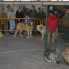El público disfrutó en la plaza Carlos Álvarez con los ejemplares de perros mastines