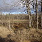 León tiene un gran futuro por su riqueza forestal.