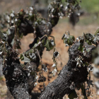 Imagen de archivo de una cepa tras la helada. L. D. M.