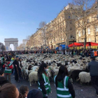 Un total de 2.022 ovejas bearnesas atravesaron ayer los Campos Elíseos para reivindicar la trashumancia. SALON INTERNATIONAL DE L’AGRICULTURE