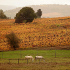 La uva Mencía en otoño; montaña central leonesa; paisaje de época en El Bierzo; otoño en Puente Villarente y vista aérea de la carretera de Monteviejo.