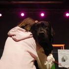 ‘Turrón’, el perro labrador que está especializado en apoyar el aprendizaje de escolares con trastorno del espectro autista. FERNANDO OTERO