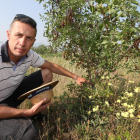 El ingeniero agrónomo y promotor de la parcela experimental, junto a uno de los árboles injertados en Fuentesnuevas. L. DE LA MATA