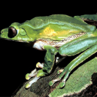 Un sapo de la especie ‘phyllomedusa bicolor’ del Amazonas. WILLIAM MAGNUSSON