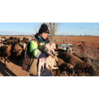 Otra tarde más de febrero Violeta Alegre regresa a la majada con los brazos cargados de corderos. RAMIRO